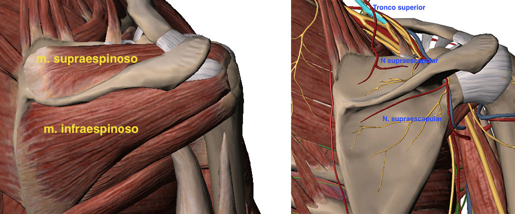 Dr. Diego Albertengo Sindrome de Friccion Subacromial y Lesiones del Manguito Rotador
